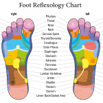 MUSTER-FERTIGFootReflexologyChart